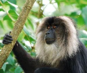 Lion-tailed macaque puzzle