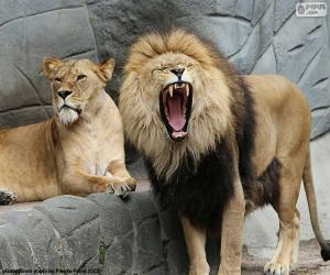 Lioness and lion puzzle