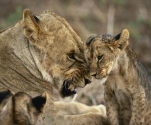 lioness with her young puzzle
