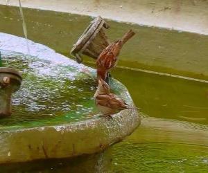 Little birds splashing in a fountain puzzle