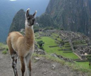 Llama, the best-known animal of the ancient Inca Empire puzzle