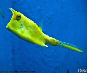 Longhorn cowfish, horned boxfish puzzle