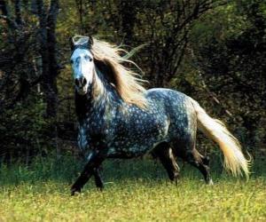 Lovely horse with long mane and long tail puzzle