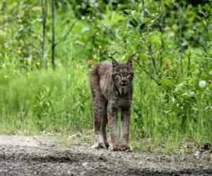 Lynx with strong legs, long ears, short tail and mottled fur puzzle