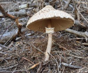 Macrolepiota procera puzzle