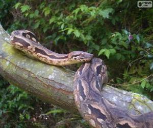 Madagascar ground boa puzzle