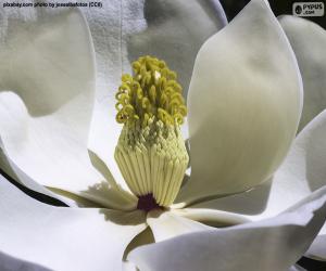 Magnolia Flower puzzle