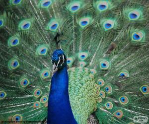 Male Indian peafowl puzzle