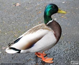 Male Mallard puzzle