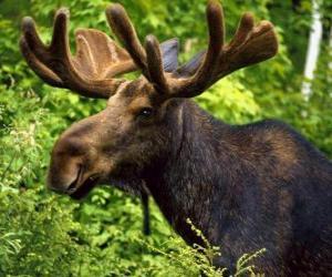 Male Moose puzzle