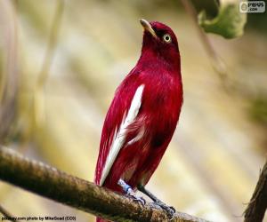 Male pompadour cotinga puzzle