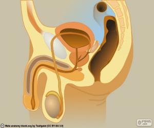 Male reproductive system puzzle