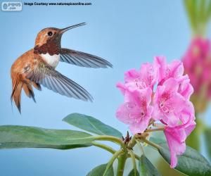 Male Rufous Hummingbird and flower puzzle