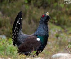 Male Western Capercaillie puzzle