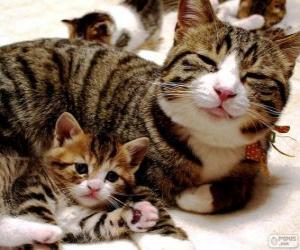 Mama cat with her baby cat puzzle