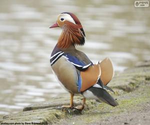 Mandarin duck puzzle