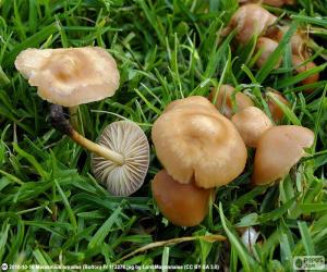 Marasmius oreades puzzle