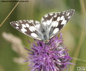 Marbled white Butterfly puzzle