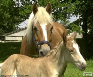 Mare and foal puzzle