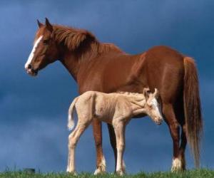 Mare and foal puzzle