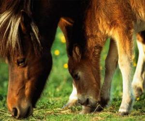 Mare andfFoal eating grass puzzle