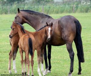 Mare with two foals puzzle