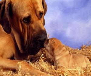 Mastiff, with her puppy puzzle