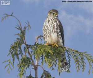 Merlin on a branch puzzle