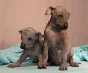Mexican Hairless Dog or Xoloitzcuintli puppies puzzle