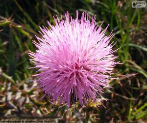 Mimosa borealis flower puzzle