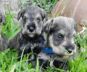 Miniature Schnauzer puppies puzzle