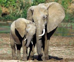 Mom controlling the little elephant with the help of her trunk puzzle