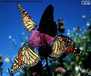 Monarch butterfly puzzle