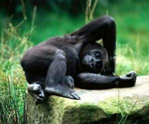 Monkey resting puzzle