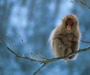 Monkey sitting on a tree branch puzzle