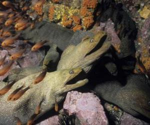 Moray eels puzzle