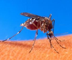 Mosquito with its long legs and beak-shaped mouth puzzle