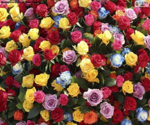 Multi-colored roses puzzle
