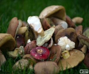 Mushrooms of various types puzzle