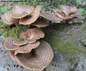 Mushrooms on a log puzzle