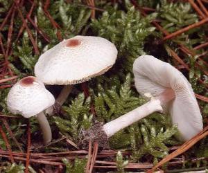 Mushrooms with long stalk puzzle