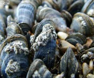 Mussel, marine animal puzzle