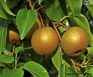 Nashi or Asian Pear puzzle