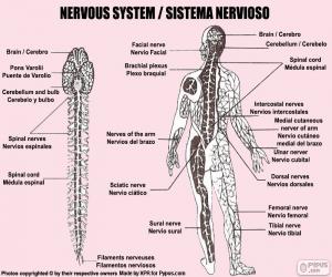 Nervous system puzzle