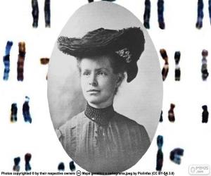 Nettie Stevens puzzle