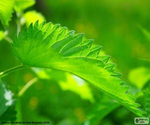 Nettle leaf puzzle