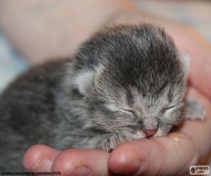 Newborn cat puzzle