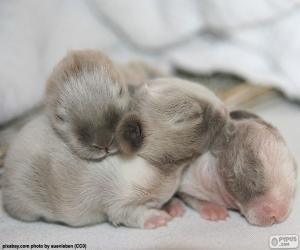 Newborn rabbits puzzle