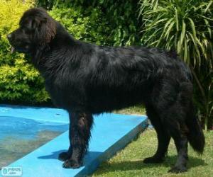 Newfoundland, dog puzzle