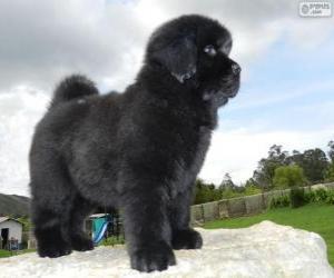 Newfoundland puppy puzzle